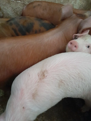 soldanei 3 luni jumate 380 lei - imagine 4