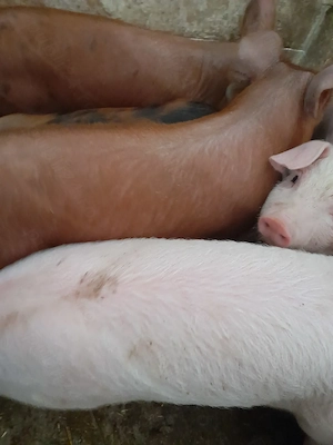 soldanei 3 luni jumate 380 lei - imagine 3