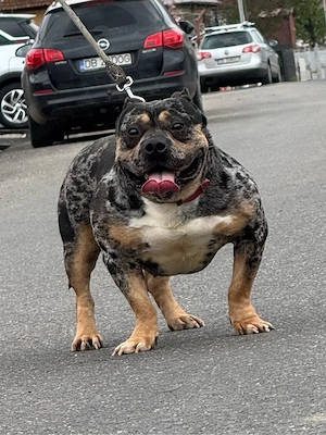 mascul american bully pocket