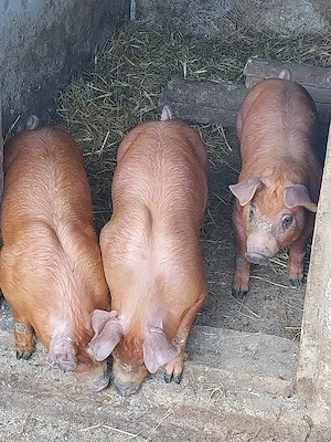 Purcei de vanzare - imagine 2