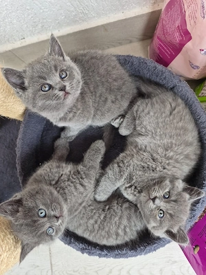 vand pui british Shorthair 