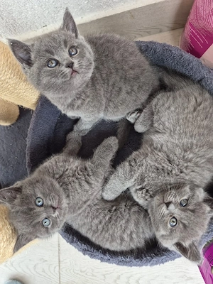 vand pui british Shorthair  - imagine 2