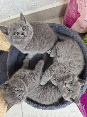 vand pui British Shorthair  - imagine 5