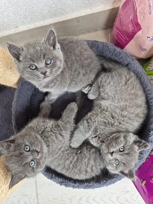 vand pui British Shorthair  - imagine 2