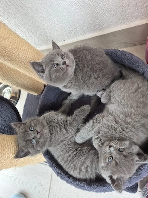 vand pui British Shorthair  - imagine 3