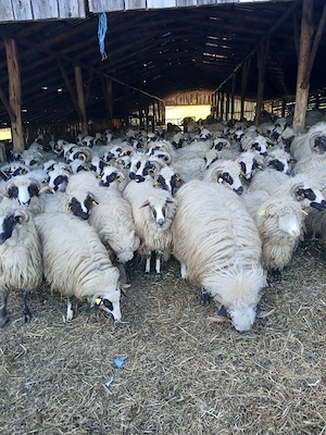 de vânzare oi breze  - imagine 5