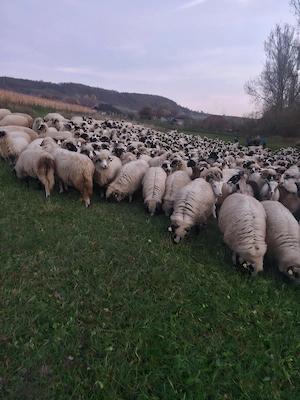 de vânzare oi breze  - imagine 3