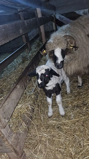 de vânzare oi breze  - imagine 4