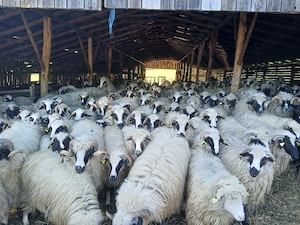 de vânzare oi breze  - imagine 2