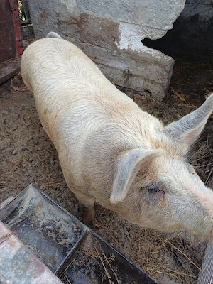 Porc de vânzare    - imagine 2