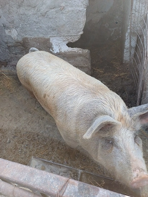 Porc de vânzare    - imagine 4