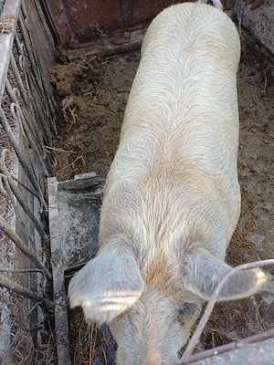 Porc de vânzare    - imagine 5