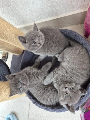 vand pui british Shorthair  - imagine 3