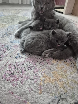 vand pui british Shorthair  - imagine 4