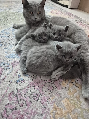 vand pui british Shorthair  - imagine 5