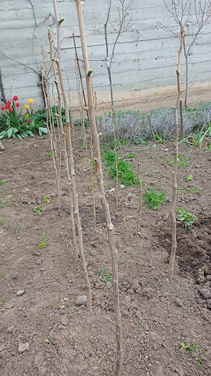 Arbore Gingo Biloba 1m