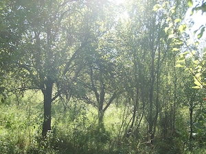 Teren intravilan Trundin 5349 mp, judet Valcea - imagine 2