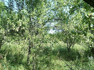 Teren intravilan Trundin 5349 mp, judet Valcea - imagine 4