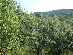 Teren intravilan Trundin 5349 mp, judet Valcea - imagine 5