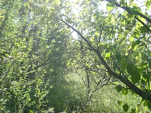 Teren intravilan Trundin 5349 mp, judet Valcea - imagine 3