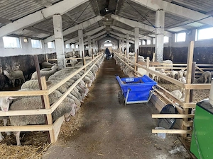 Caut îngrijitor om sau familie la oi