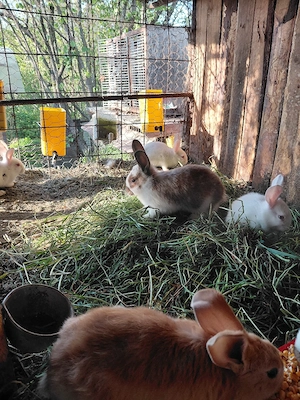 vand iepurasii micii - imagine 3