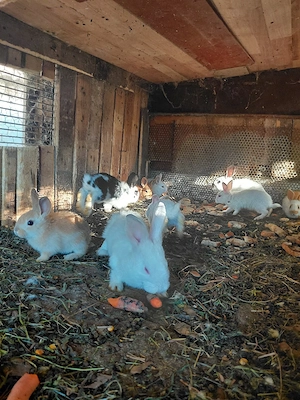 vand iepurasii micii - imagine 4