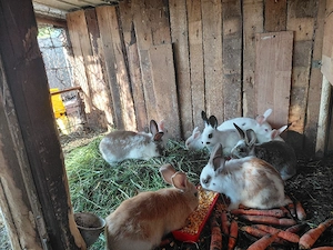 vand iepurasii micii