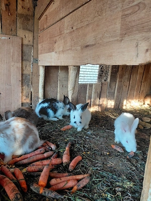 vand iepurasii micii - imagine 2