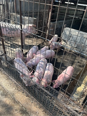 De vanzare purcei - imagine 2