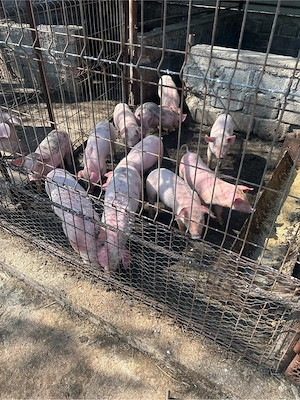 De vanzare purcei - imagine 3