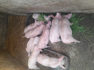 Purcei de vinzare - imagine 2