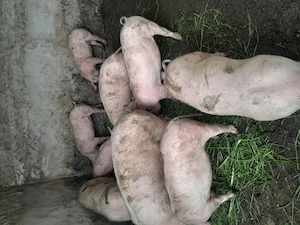 Purcei de vinzare - imagine 4