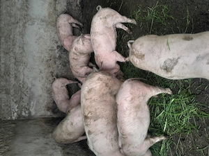 Purcei de vinzare - imagine 3