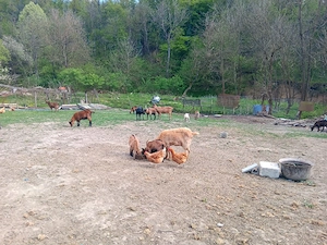 vand capre pentru lapte