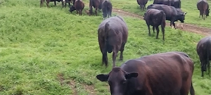 Vitei angus de vanzare 