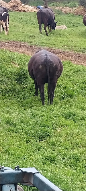 Vitei angus de vanzare  - imagine 5