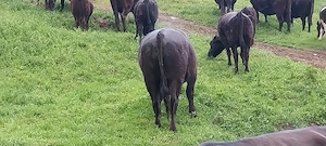 Vitei angus de vanzare  - imagine 2