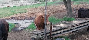 Vitei angus de vanzare  - imagine 3