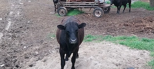 Vitei angus de vanzare  - imagine 4