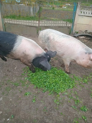 de vinzare - imagine 2