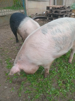 de vinzare - imagine 3