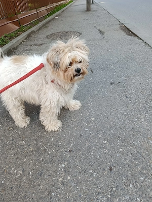 Donez bichon havanez 