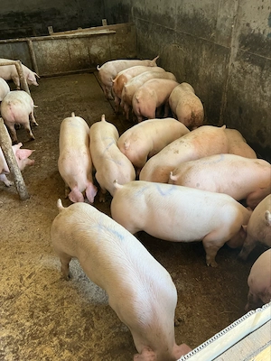 grasuni 60-90 kg de vanzare  - imagine 3