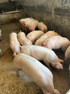 grasuni 60-90 kg de vanzare  - imagine 2