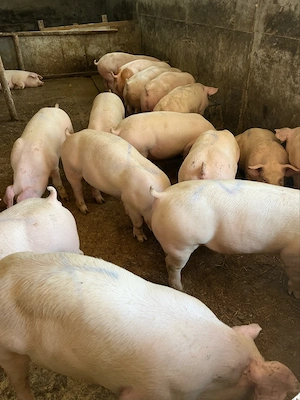 grasuni 60-90 kg de vanzare 