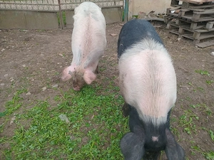 de vinzare - imagine 4