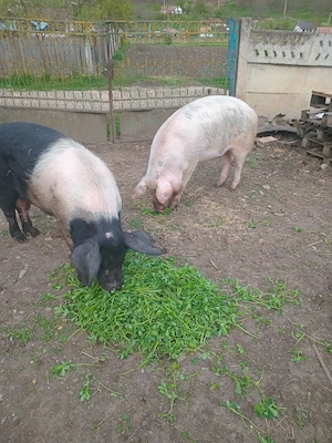 de vinzare - imagine 5