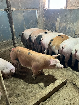 purcei de vanzare 50-100 kg  - imagine 2