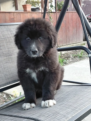 Vand catelusa ciobanesc corb